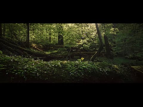 DER WILDE WALD - Natur Natur sein lassen // TRAILER